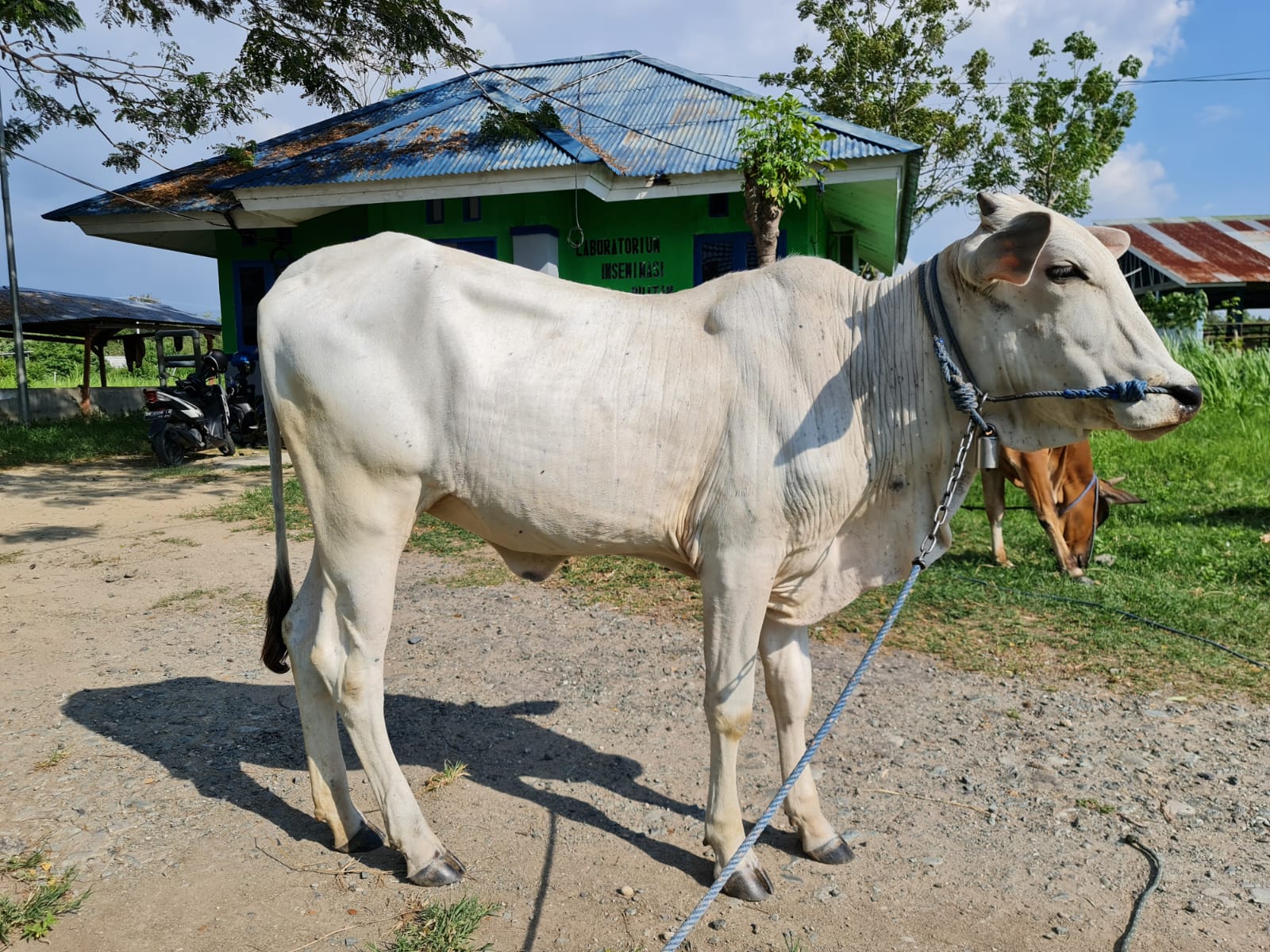 Sapi Donggala