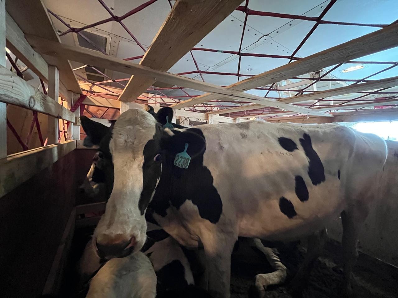 kedatangan sapi impor FH