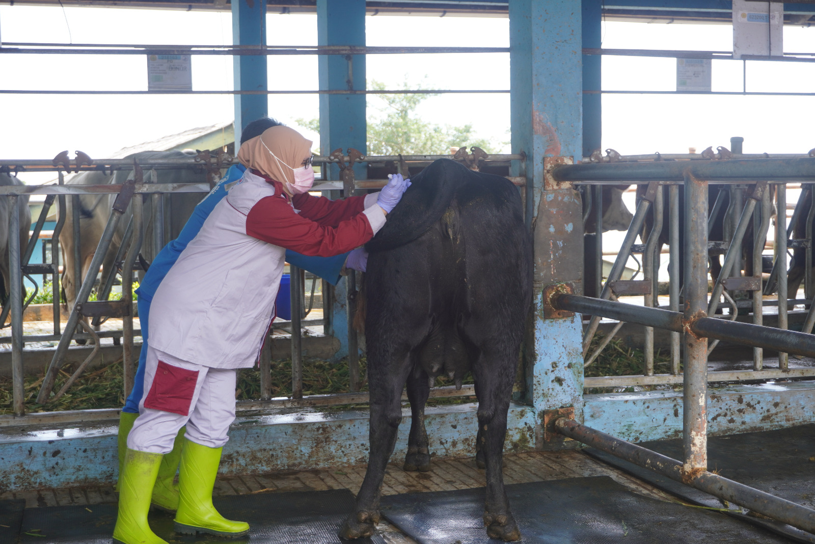 Foto vaksinasi PMK