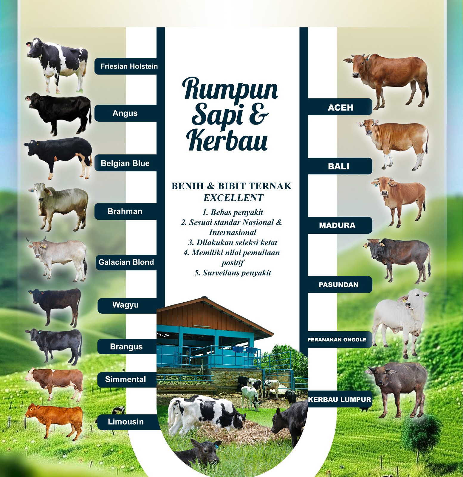 rumpun sapi dan kerbau di BET